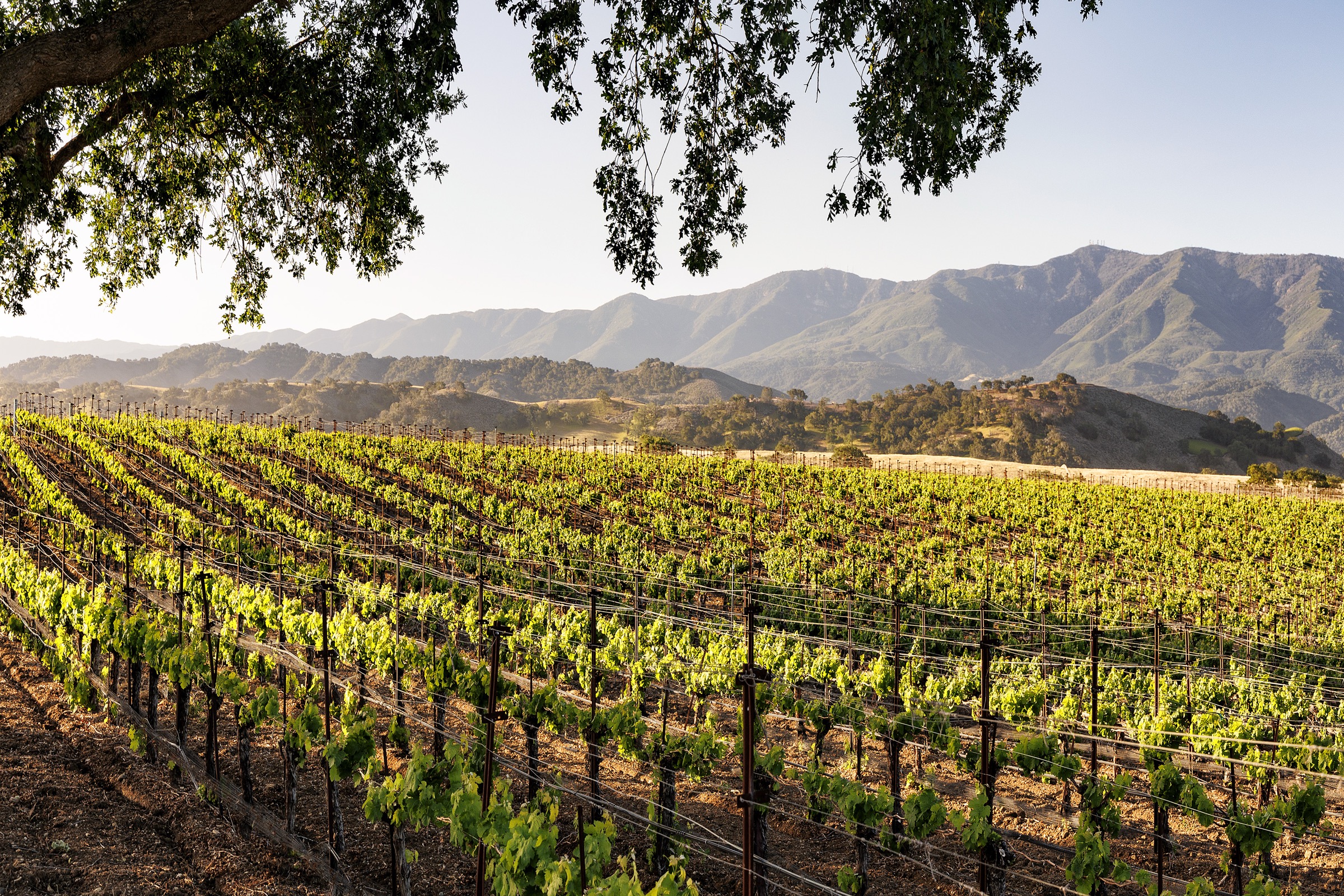 1620 Westerly Road, Santa Ynez, photo 37