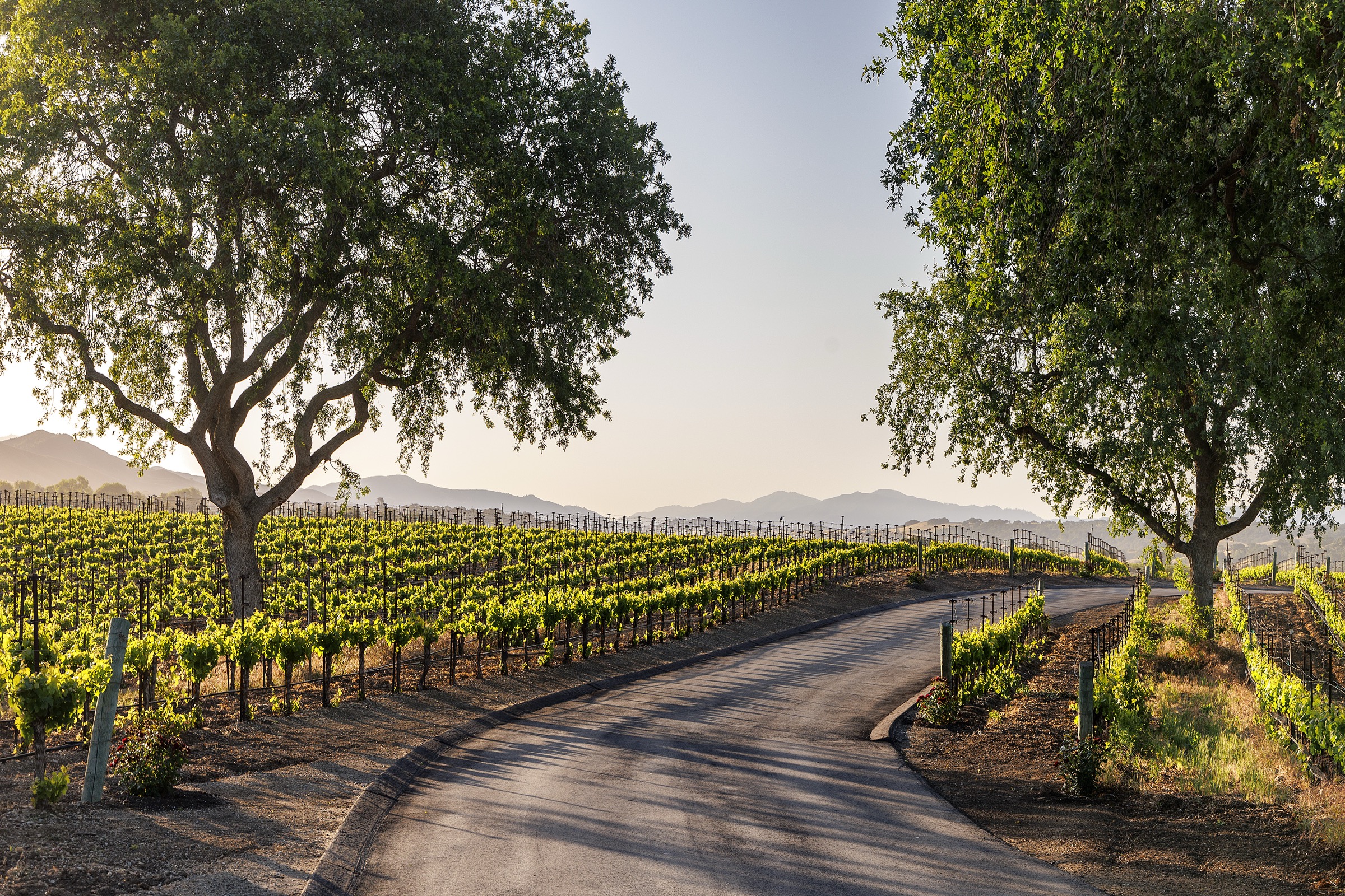 1620 Westerly Road, Santa Ynez, photo 38